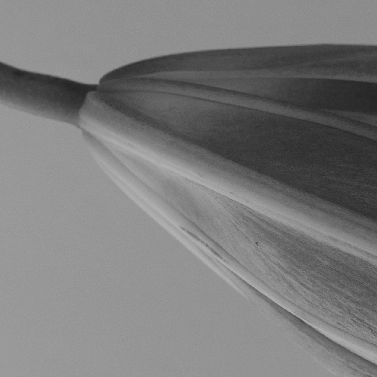 LILY-03