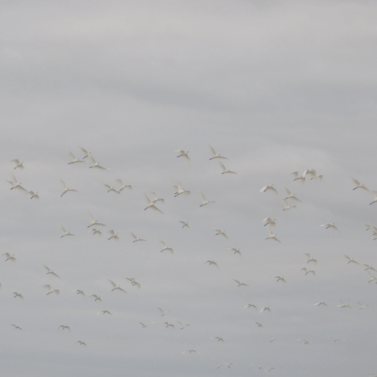 birds-flying-high-03