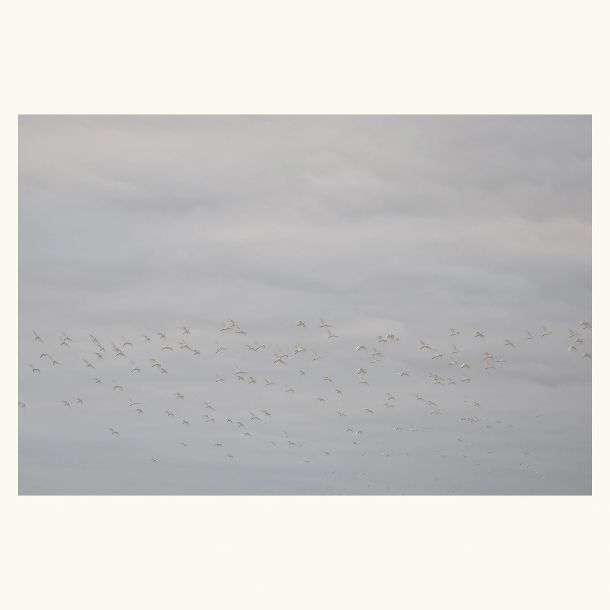 birds-flying-high-04