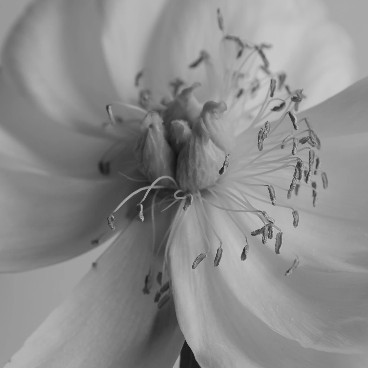 bloom-2-gray_square-03