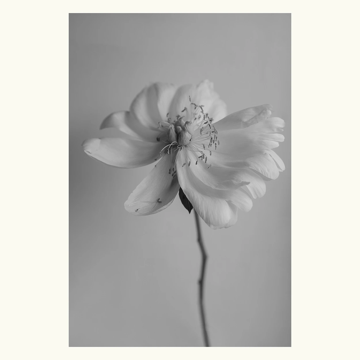 bloom-2-gray_square-04