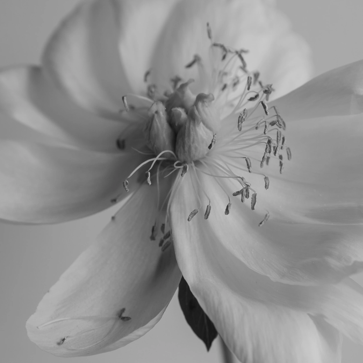 bloom-#2-regular-03