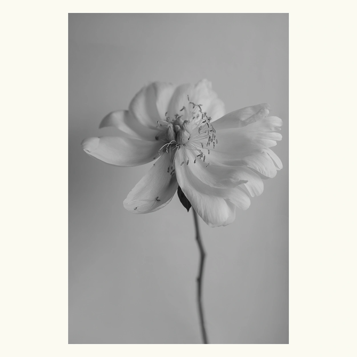 bloom-#2-regular-04