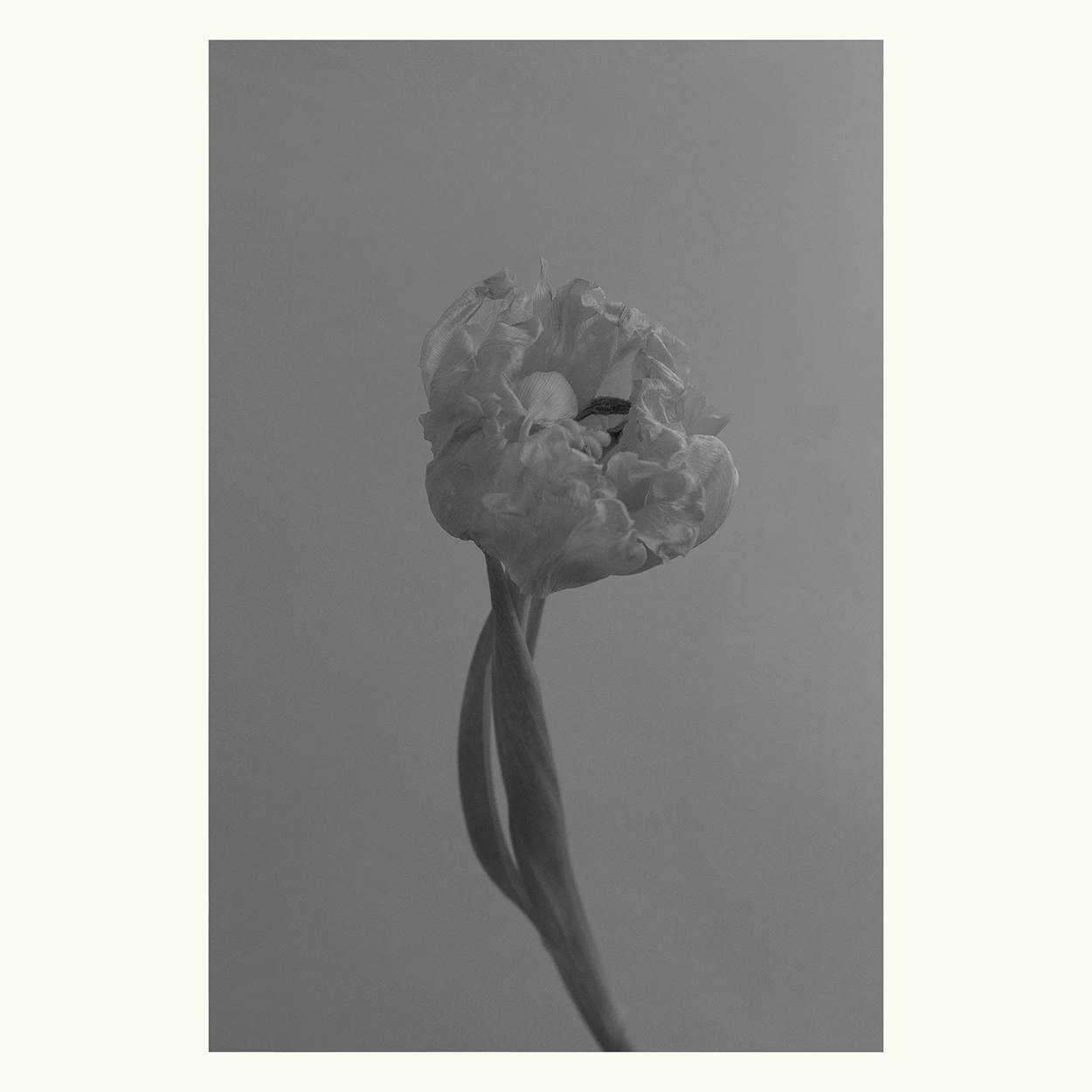 bloom 3-04