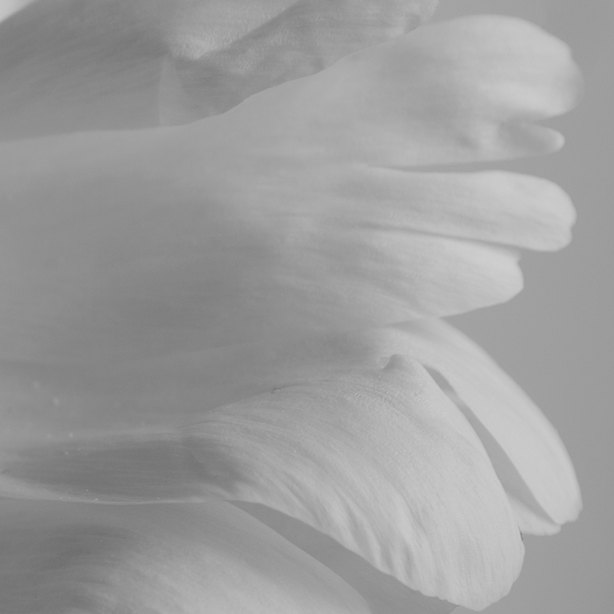 bloom-_2-zoom-03